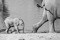Follow closely - elephants by Sharing Wildlife thumbnail
