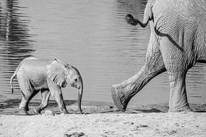 Suivre de près - les éléphants sur Sharing Wildlife