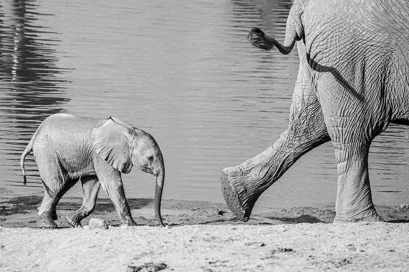 Follow closely - elephants by Sharing Wildlife