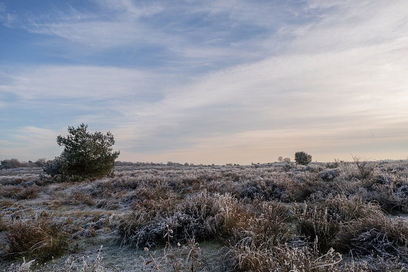 Winterlandschap Nationaal park Veluwezoom van Arnold van Rooij