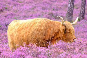 Schottische Hochlandrinder in einem blühenden Heidekrautfeld im Sommer