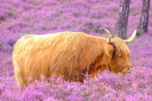 Schotse Hooglander in een bloeiend heideveld tijdens de zomer