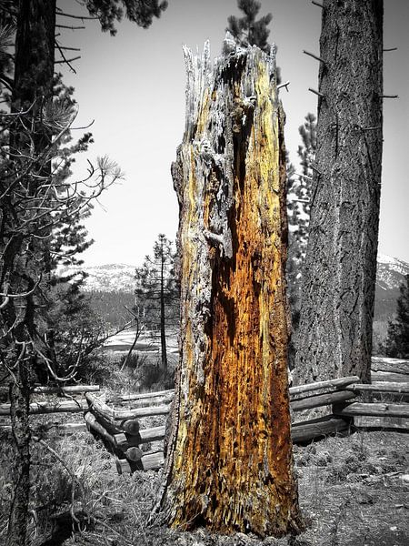 Mikrokosmos von Mona Stut