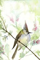 Crested tit
