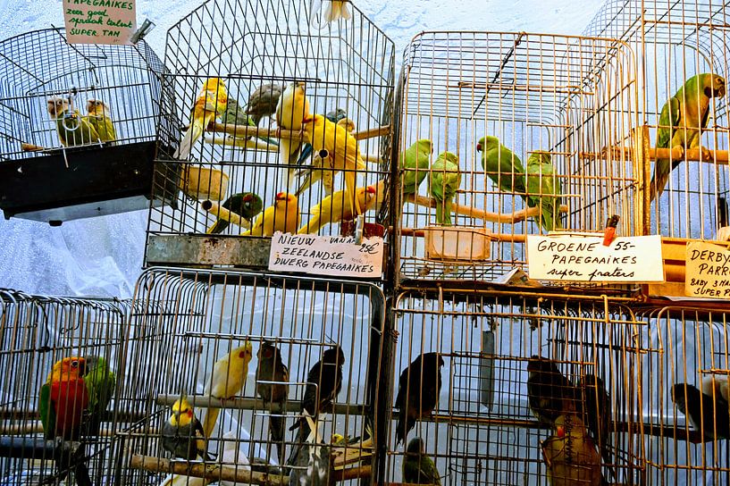 Bird market by P.D. de Jong