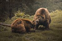 Couple d'ours jouant