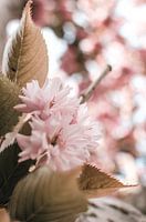 Branch with pink blossom and leaves