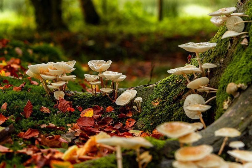 Population der blassen Austernpilze von Alieke van Oostrum