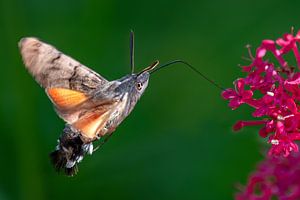 Kolibri-Schmetterling