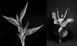 Vector Correspondences N3 - Concept by Design Urbano by Design Urbano