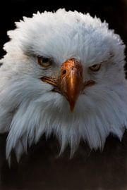 Aigle de mer sur Marjolein De groot