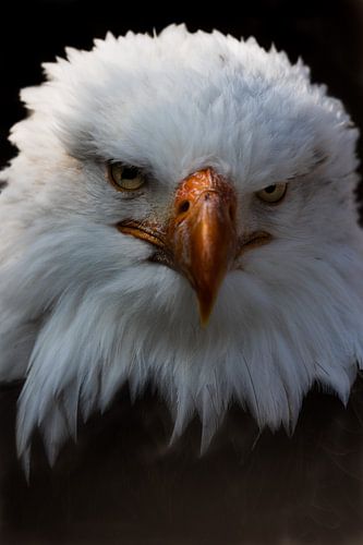 Aigle de mer