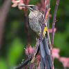 L'oiseau à sucre de Kirstenbosch sur Lex van Doorn