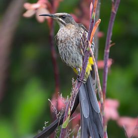 L'oiseau à sucre de Kirstenbosch sur Lex van Doorn