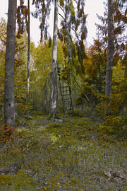 Mystischer Wald von Stefan Dunkel Naturfotografie