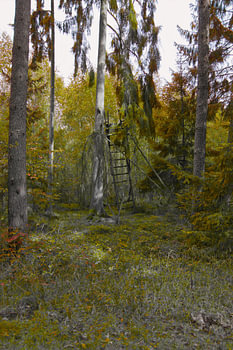 Mystischer Wald