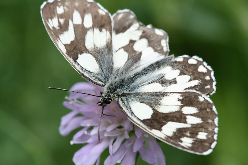 Schmetterling auf einer lila Blume von Lisette Tegelberg - Zegwaard