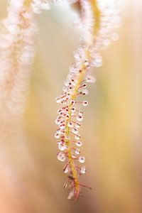 Hortus Botanicus | Jardins botaniques de Leiden | fleur | Pastel | Lensbaby fine Art Print