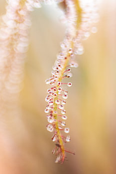 Hortus Botanicus | Botanischer Garten Leiden | Blume | Pastell | Sonnentau | Lensbaby Kunstdruck