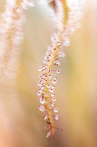 Hortus Botanicus | Botanische tuin Leiden | Bloem| Pastel | zonnedauw | Lensbaby Art Print