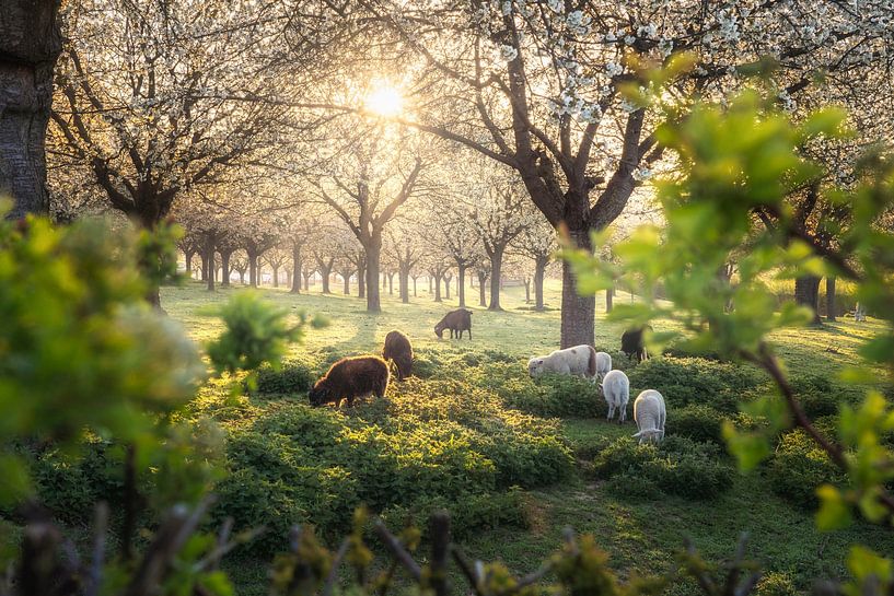 Geschützt durch Büsche von Loris Photography