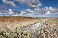 Sumpf-Samphire im Wattenmeer von Anja Brouwer Fotografie Miniaturansicht