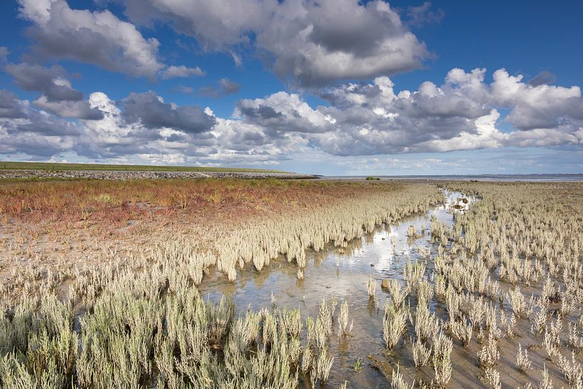 Sumpf-Samphire im Wattenmeer von Anja Brouwer Fotografie