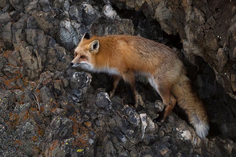 Amerikanischer Rotfuchs ( Vulpes vulpes fulva ) im Winterfell klettert im Yellowstone NP durch eine  par wunderbare Erde