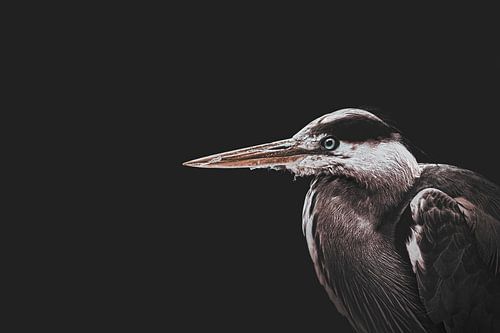 Héron majestueux dans la nuit : mystère et beauté sur fond noir profond