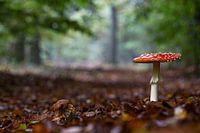 Herfst in de Nederlandse bossen
