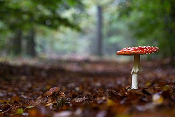 Herbst in den niederländischen Wäldern von Eric Wander