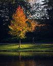 Groningen, Noorderplantsoen van Hessel de Jong Fotografie thumbnail