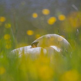 Cygne sur Anton Kloof