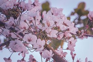 Frühling im Obstgarten VIII – Birnenblüten in Pastelltönen