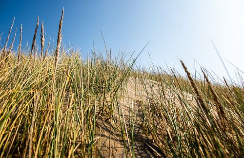 Strand Gräser Sand Düne