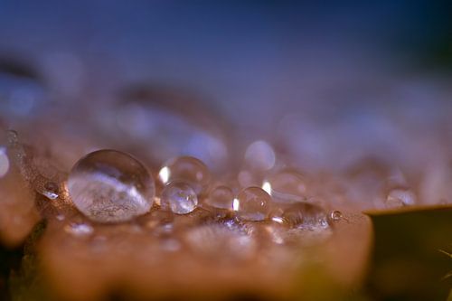 Macro shot of drops on a fallen autumn leaf in brown and blue tones