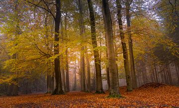 On and on autumn! by Marloes ten Brinke