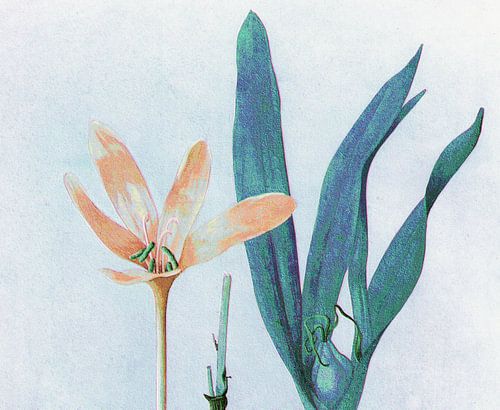 Herfstkrokus met oranje bloem