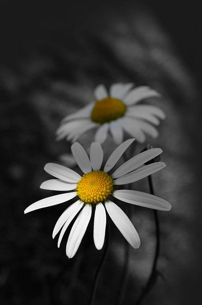 Gänseblümchen im Halbschatten von Corinne Welp
