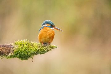 Eisvogel von Lia Hulsbeek Brinkman