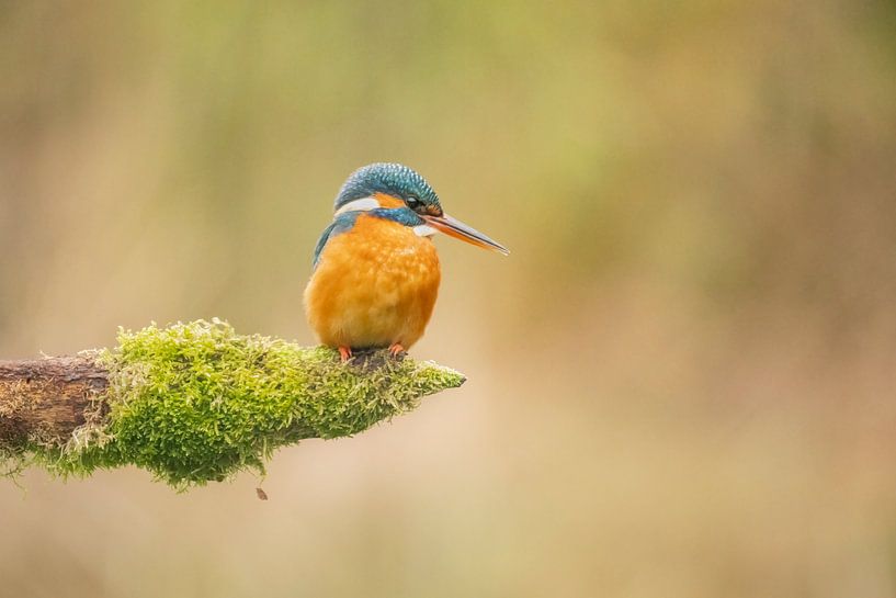 Martin-pêcheur par Lia Hulsbeek Brinkman