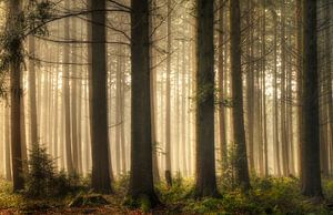 Forêt de conte de fées sur Jan Paul Kraaij