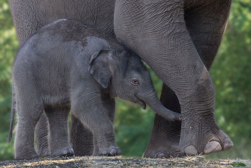 olifant met baby par anja voorn