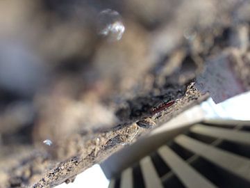 pont - oudenaarde sur kaatje deroeck