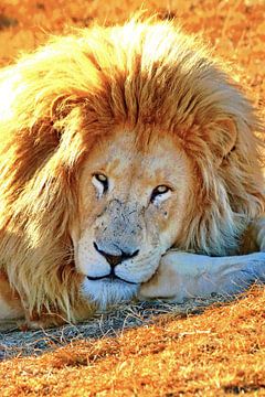 Lion Portrait digiart