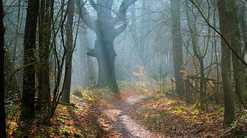The broken forest giant by Sabrina de Vries