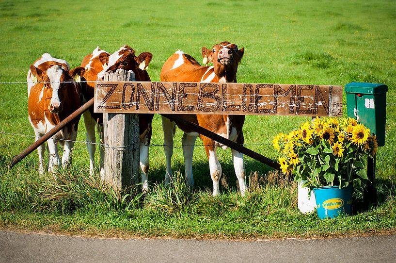 Zonnebloemen te koop van Dennis Timmer