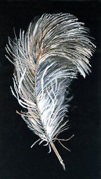 Feather on black background by Claudia Gründler