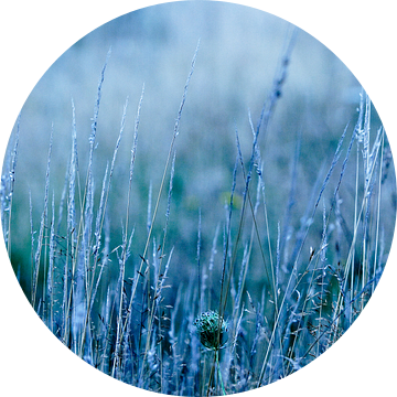 Bloemetjes, veldbloemen, planten, bermen, graan