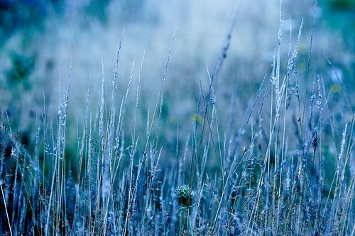 Bloemetjes, veldbloemen, planten, bermen, graan